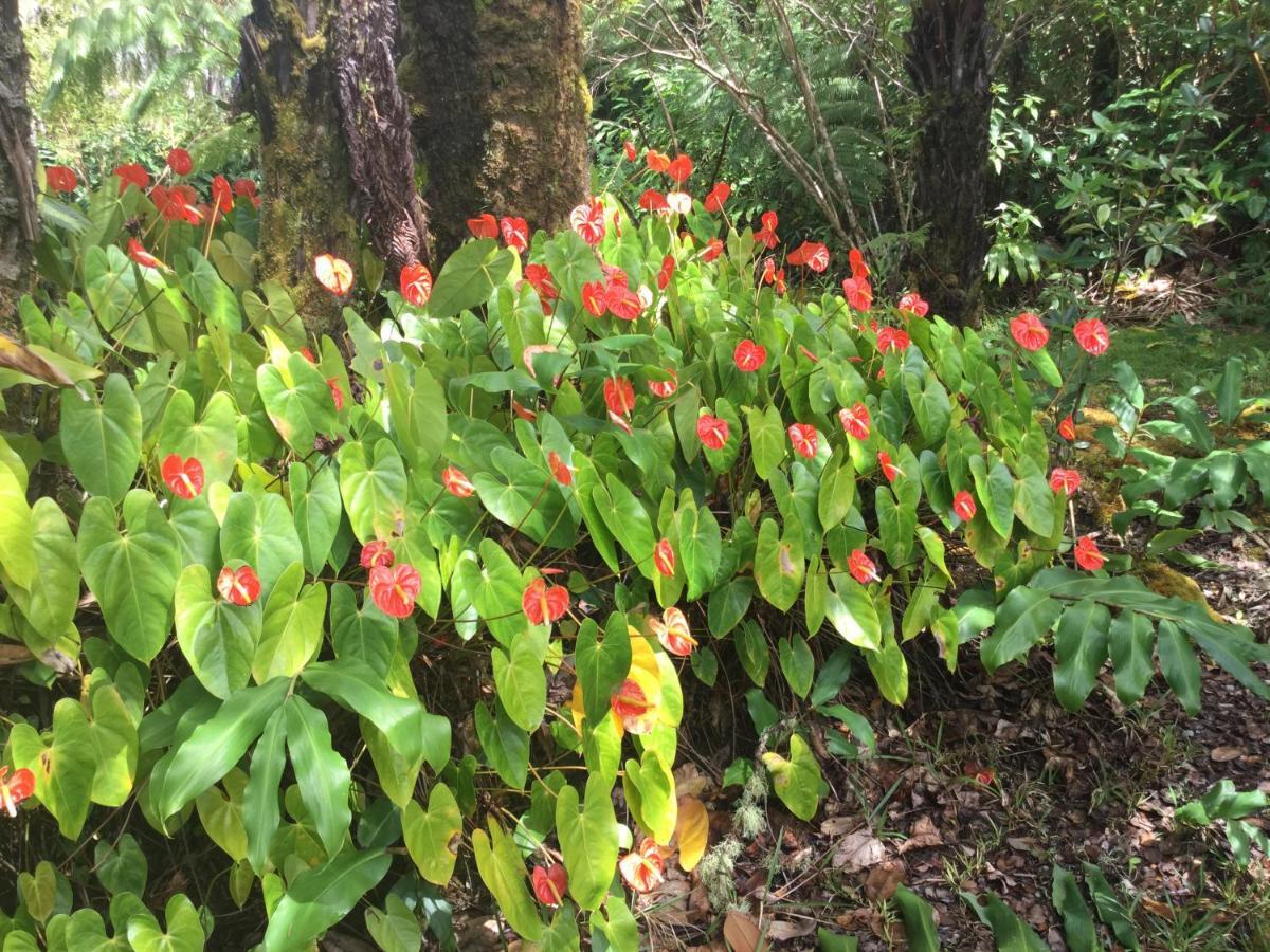 Hale 'Ohu Bed & Breakfast Volcano Esterno foto
